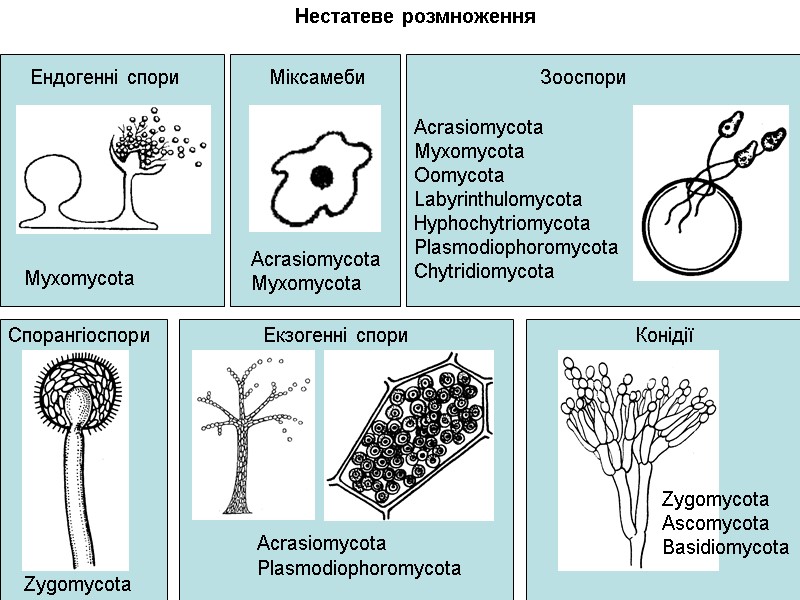 Нестатеве розмноження Зооспори Ендогенні спори  Міксамеби Спорангіоспори  Екзогенні спори Конідії Myxomycota Zygomycota